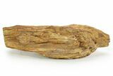 Triassic-Age Petrified Wood Log - Madagascar #379275-1